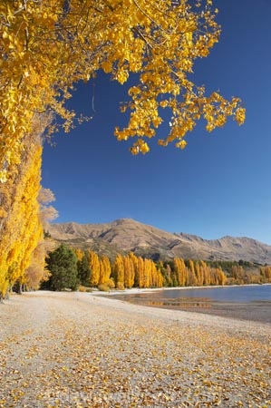 autuminal;autumn;autumn-colour;autumn-colours;autumnal;Central-Otago;color;colors;colour;colours;deciduous;fall;golden;lake;Lake-Wanaka;lakes;leaf;leaves;Mount-Alpha;Mt-Alpha;Mt.-Alpha;N.Z.;New-Zealand;NZ;Otago;poplar;poplar-tree;poplar-trees;poplars;S.I.;season;seasonal;seasons;SI;South-Is.;South-Island;Southern-Lakes;Southern-Lakes-District;Southern-Lakes-Region;tree;trees;Wanaka;yellow