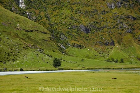 agriculture;country;countryside;cow;cows;farm;farming;farmland;farms;field;fields;Matukituki-Valley;meadow;meadows;N.Z.;New-Zealand;NZ;Otago;paddock;paddocks;pasture;pastures;rural;S.I.;SI;South-Is;South-Island;Southern-Lakes-Region;Sth-Is;Upper-Matukituki-Valley;Wanaka;West-Matukituki-Valley