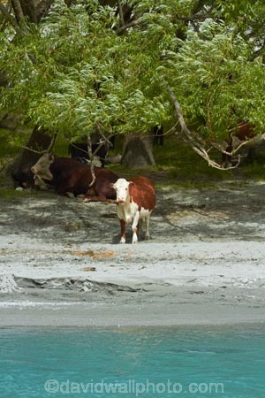agricultural;agriculture;animal;animals;cattle;country;countryside;cow;cows;farm;farming;farmland;farms;Herbivore;Herbivores;Herbivorous;livestock;mammal;mammals;Matukituki-River;Matukituki-River-West-Branch;Matukituki-Valley;N.Z.;New-Zealand;NZ;Otago;rural;S.I.;SI;South-Is;South-Island;Southern-Lakes-Region;Sth-Is;stock;Wanaka;West-Branch-Matukituki-River