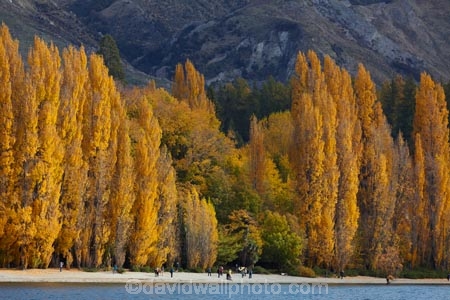 autuminal;autumn;autumn-colour;autumn-colours;autumnal;Central-Otago;color;colors;colour;colours;deciduous;fall;gold;golden;lake;Lake-Wanaka;lakes;leaf;leaves;N.Z.;New-Zealand;NZ;Otago;people;person;photographer;photographers;poplar;poplar-tree;poplar-trees;poplars;S.I.;season;seasonal;seasons;SI;South-Is.;South-Island;Southern-Lakes;Southern-Lakes-District;Southern-Lakes-Region;Sth-Is;still;tourism;tourist;tourists;tree;trees;Wanaka;water;yellow