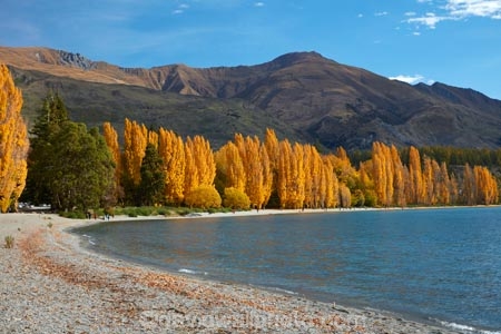 autuminal;autumn;autumn-colour;autumn-colours;autumnal;Central-Otago;color;colors;colour;colours;deciduous;fall;gold;golden;lake;Lake-Wanaka;lakes;leaf;leaves;Mount-Alpha;Mt-Alpha;Mt.-Alpha;N.Z.;New-Zealand;NZ;Otago;poplar;poplar-tree;poplar-trees;poplars;S.I.;season;seasonal;seasons;SI;South-Is.;South-Island;Southern-Lakes;Southern-Lakes-District;Southern-Lakes-Region;Sth-Is;tree;trees;Wanaka;water;yellow