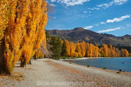 autuminal;autumn;autumn-colour;autumn-colours;autumnal;Central-Otago;color;colors;colour;colours;deciduous;fall;gold;golden;lake;Lake-Wanaka;lakes;leaf;leaves;Mount-Alpha;Mt-Alpha;Mt.-Alpha;N.Z.;New-Zealand;NZ;Otago;poplar;poplar-tree;poplar-trees;poplars;S.I.;season;seasonal;seasons;SI;South-Is.;South-Island;Southern-Lakes;Southern-Lakes-District;Southern-Lakes-Region;Sth-Is;tree;trees;Wanaka;water;yellow