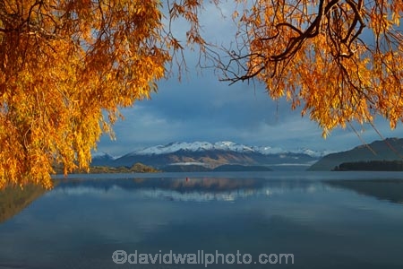 autuminal;autumn;autumn-colour;autumn-colours;autumnal;Buchanan-Mountains;Buchanan-Peaks;calm;Central-Otago;cloud;clouds;cloudy;color;colors;colour;colours;deciduous;fall;gold;golden;gray;grey;lake;Lake-Wanaka;lakes;leaf;leaves;mountain;mountains;N.Z.;New-Zealand;NZ;Otago;overcast;placid;quiet;reflected;reflection;reflections;season;seasonal;seasons;serene;SI;sky;smooth;snow;snow-capped;snowy;South-Island;Sth-Is;still;tranquil;tree;trees;Wanaka;water;willow;willow-tree;willow-trees;willows;yellow