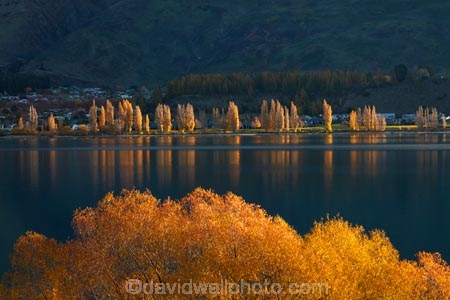 autuminal;autumn;autumn-colour;autumn-colours;autumnal;calm;Central-Otago;color;colors;colour;colours;deciduous;fall;gold;golden;lake;Lake-Wanaka;lakes;leaf;leaves;N.Z.;New-Zealand;NZ;Otago;placid;poplar;poplar-tree;poplar-trees;poplars;quiet;reflected;reflection;reflections;S.I.;season;seasonal;seasons;serene;SI;smooth;South-Is.;South-Island;Southern-Lakes;Southern-Lakes-District;Southern-Lakes-Region;Sth-Is;still;tranquil;tree;trees;Wanaka;water;willow;willow-tree;willow-trees;willows;yellow