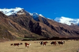 cow;cows;mountain;mountains;snow;snow-cap;snow-caps;snow-capped;snow_cap;snow_caps;snow_capped;winter;graze;grazing;farm;farms