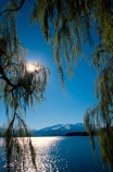 tree;hanging-tree;peaceful;calm;lake;reflection;tranquil;tranquility;willow;willow-tree;willow-trees;frame