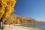 autuminal;autumn;autumn-colour;autumn-colours;autumnal;Central-Otago;color;colors;colour;colours;deciduous;fall;golden;lake;Lake-Wanaka;lakes;leaf;leaves;man;Mount-Alpha;Mt-Alpha;Mt.-Alpha;N.Z.;New-Zealand;NZ;Otago;people;person;poplar;poplar-tree;poplar-trees;poplars;Roys-Peak;S.I.;season;seasonal;seasons;SI;South-Is.;South-Island;Southern-Lakes;Southern-Lakes-District;Southern-Lakes-Region;tree;trees;Wanaka;yellow