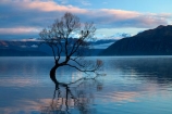 calm;Central-Otago;lake;Lake-Wanaka;lakes;N.Z.;New-Zealand;NZ;Otago;placid;quiet;reflected;reflection;reflections;serene;SI;smooth;South-Island;Sth-Is;still;that-tree;that-wanaka-tree;thattree;thatwanakatree;tranquil;tree;tree-in-lake;trees;Wanaka;Wanaka-Tree;water;willow;willow-tree;willow-trees;willows