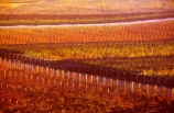 bronze;color;colors;colour;colours;crop;crops;cultivation;farm;farming;farms;field;fields;grape;grapes;grapevine;horticulture;image;images;n.z;n.z.;new-zealand;nz;orange;otago;pattern;patterns;photo;photos;picture;pictures;red;rippon-vineyard;row;rows;rural;vine;vines;vineyard;vineyards;vintage;wanaka;wine;wineries;winery;wines;winter