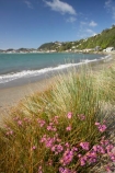 beach;beaches;capital;capitals;coast;coastal;coastline;coastlines;coasts;flower;flowers;foreshore;N.I.;N.Z.;New-Zealand;NI;North-Is;North-Island;NZ;ocean;oceans;pink;sand;sandy;sea;seas;shore;shoreline;shorelines;shores;surf;water;wave;waves;Wellington;Wellington-Harbor;Wellington-Harbour;wild-flower;wild-flowers;Wildflowers;Worser-Bay
