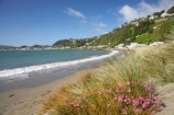 beach;beaches;capital;capitals;coast;coastal;coastline;coastlines;coasts;flower;flowers;foreshore;N.I.;N.Z.;New-Zealand;NI;North-Is;North-Island;NZ;ocean;oceans;pink;sand;sandy;sea;seas;shore;shoreline;shorelines;shores;surf;water;wave;waves;Wellington;Wellington-Harbor;Wellington-Harbour;wild-flower;wild-flowers;Wildflowers;Worser-Bay
