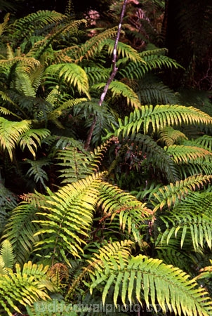 branch;branches;fern;ferns;forest;forestry;forests;frond;fronds;green;leaf;leaves;lush;native-bush;red;single