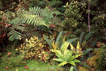 alive;beautiful;beauty;bush;fern;ferns;forest;forestry;forests;green;hike;hikes;hiking;natural;nature;rain-forest;rain-forests;rain_forest;rain_forests;rainforest;rainforests;scene;scenic;track;tracks;tramp;tramping;tramps;verdant;walk;walking;walks