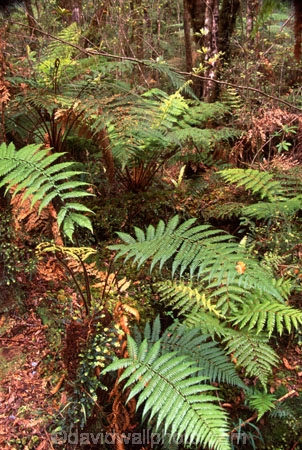 alive;beautiful;beauty;bush;fern;ferns;forest;forestry;forests;green;hike;hikes;hiking;natural;nature;rain-forest;rain-forests;rain_forest;rain_forests;rainforest;rainforests;scene;scenic;tourism;track;tracks;tramp;tramping;tramps;verdant;walk;walking;walks