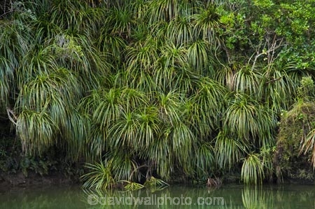 beautiful;beauty;brook;brooks;bush;color;colors;colour;colours;creek;creeks;endemic;fern;ferns;forest;forests;green;lush;N.Z.;national-park;national-parks;native;native-bush;natives;natural;nature;New-Zealand;NZ;Paparoa-N.P.;Paparoa-National-Park;Paparoa-NP;Pororari-River;Punakaiki;rain-forest;rain-forests;rain_forest;rain_forests;rainforest;rainforests;river;rivers;S.I.;scene;scenic;SI;South-Island;stream;streams;tree;trees;unspoilt;untouched;verdant;West-Coast;Westland;wilderness