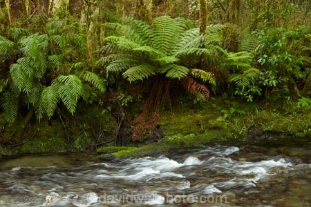 brook;brooks;bush;creek;creeks;fern;ferns;forest;forests;Haast-Pass;Mount-Aspiring-National-Park;Mt-Aspiring-N.P.;Mt-Aspiring-National-Park;Mt-Aspiring-NP;Muir-Creek;N.Z.;national-park;national-parks;native-bush;native-forest;native-forests;native-tree;native-trees;native-woods;natural;nature;New-Zealand;NZ;Pleasant-Flat;Pleasant-Flat-Bush-Walk;Pleasant-Flat-track;river;rivers;S.I.;SI;South-Is;South-Island;Sth-Is;stream;streams;tree;trees;water;West-Coast;Westland;wood;woods