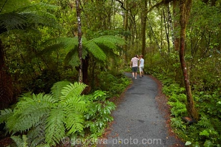 Beech-Forest;bush;fern;ferns;forest;forests;green;Haast-Pass;hiking-path;hiking-paths;hiking-trail;hiking-trails;lush;model-release;model-released;Mount-Aspiring-National-Park;MR;Mt-Aspiring-N.P.;Mt-Aspiring-National-Park;Mt-Aspiring-NP;N.Z.;national-park;national-parks;native-bush;native-forest;native-forests;native-tree;native-trees;native-woods;natural;nature;New-Zealand;NZ;path;paths;pathway;pathways;people;person;Pleasant-Flat;Pleasant-Flat-Bush-Walk;Pleasant-Flat-track;S.I.;SI;South-Is;South-Island;Sth-Is;tourism;tourist;tourists;track;tracks;trail;trails;tramping-trail;tramping-trails;tree;trees;verdant;walking-path;walking-paths;walking-trail;walking-trails;walkway;walkways;West-Coast;Westland;wood;woods