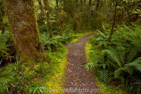 Beech-Forest;bush;fern;ferns;forest;forests;green;Haast-Pass;hiking-path;hiking-paths;hiking-trail;hiking-trails;lush;Mount-Aspiring-National-Park;Mt-Aspiring-N.P.;Mt-Aspiring-National-Park;Mt-Aspiring-NP;N.Z.;national-park;national-parks;native-bush;native-forest;native-forests;native-tree;native-trees;native-woods;natural;nature;New-Zealand;NZ;path;paths;pathway;pathways;Pleasant-Flat;Pleasant-Flat-Bush-Walk;Pleasant-Flat-track;S.I.;SI;South-Is;South-Island;Sth-Is;track;tracks;trail;trails;tramping-trail;tramping-trails;tree;trees;verdant;walking-path;walking-paths;walking-trail;walking-trails;walkway;walkways;West-Coast;Westland;wood;woods