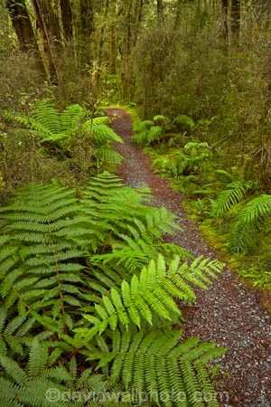 Beech-Forest;bush;fern;ferns;forest;forests;green;Haast-Pass;hiking-path;hiking-paths;hiking-trail;hiking-trails;lush;Mount-Aspiring-National-Park;Mt-Aspiring-N.P.;Mt-Aspiring-National-Park;Mt-Aspiring-NP;N.Z.;national-park;national-parks;native-bush;native-forest;native-forests;native-tree;native-trees;native-woods;natural;nature;New-Zealand;NZ;path;paths;pathway;pathways;Pleasant-Flat;Pleasant-Flat-Bush-Walk;Pleasant-Flat-track;S.I.;SI;South-Is;South-Island;Sth-Is;track;tracks;trail;trails;tramping-trail;tramping-trails;tree;trees;verdant;walking-path;walking-paths;walking-trail;walking-trails;walkway;walkways;West-Coast;Westland;wood;woods