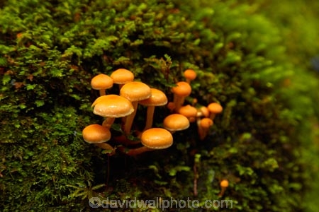 fungi;fungus;funguses;Haast-Pass;Mount-Aspiring-National-Park;Mt-Aspiring-N.P.;Mt-Aspiring-National-Park;Mt-Aspiring-NP;mushroom;mushrooms;N.Z.;national-park;national-parks;New-Zealand;NZ;orange;Pleasant-Flat;Pleasant-Flat-Bush-Walk;Pleasant-Flat-track;S.I.;SI;South-Is;South-Island;Sth-Is;toadstool;toadstools;West-Coast;Westland