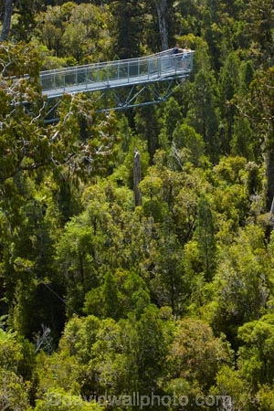 aerial-walkway;aerial-walkways;aerials-walkways;bridge;bridges;bush;canopy;canopy-walk;cantilever;cantilevers;eco-tourism;ecotourism;elevated-walkway;elevated-walkways;engineering;forest;forest-canopy;forests;high;high-up;Hokitika;lush;luxuriant;M.R.;model-release;model-released;MR;N.Z.;native-bush;native-forest;native-forests;native-tree;native-trees;native-woods;natural;nature;New-Zealand;NZ;plant;plants;rain-forest;rain-forests;rain_forests;rainforest;rainforest-canopy;rainforest-walk;rainforests;S.I.;SI;South-Is;South-Island;steel;Sth-Is;structure;structures;tourism;travel;tree;Tree-top-Walk;Tree-top-Walkway;tree-trunk;tree-trunks;Tree_top-Walk;Tree_top-Walkway;trees;Treetop-Walk;Treetop-Walkway;walkway;walkways;West-Coast;West-Coast-Treetop-Walk;West-Coast-Treetop-Walkway;Westland;wood;woods