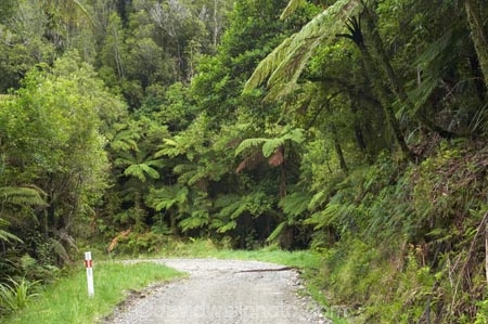 beautiful;beauty;Bullock-Creek;bush;countryside;dusty;endemic;fern;ferns;forest;forests;gravel-road;gravel-roads;green;metal-road;metal-roads;metalled-road;metalled-roads;native;native-bush;natives;natural;nature;new-zealand;Paparoa-National-Park;Punakaiki;rain-forest;rain-forests;rain_forest;rain_forests;rainforest;rainforests;road;roads;rural;scene;scenic;south-island;tree;trees;trunk;trunks;west-coast;westland