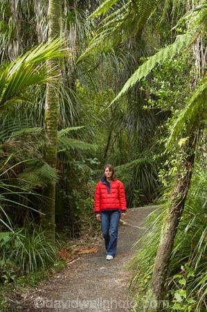 beautiful;beauty;bush;endemic;fern;ferns;forest;forests;green;native;native-bush;natives;natural;nature;new-zealand;nikau;nikau-palm;nikaus;Nothofagus;Paparoa-National-Park;people;person;ponga;pongas;Punakaiki;punga;pungas;rain-forest;rain-forests;rain_forest;rain_forests;rainforest;rainforests;red-jacket;scene;scenic;south-island;southern-beeches;tree;tree-fern;tree-ferns;trees;Truman-Track;walker;walkers;West-Coast;westland