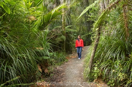 beautiful;beauty;bush;endemic;fern;ferns;forest;forests;green;native;native-bush;natives;natural;nature;new-zealand;nikau;nikau-palm;nikaus;Nothofagus;Paparoa-National-Park;people;person;ponga;pongas;Punakaiki;punga;pungas;rain-forest;rain-forests;rain_forest;rain_forests;rainforest;rainforests;red-jacket;scene;scenic;south-island;southern-beeches;tree;tree-fern;tree-ferns;trees;Truman-Track;walker;walkers;West-Coast;westland