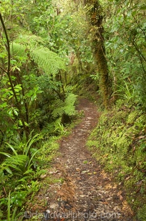 beautiful;beauty;bush;endemic;fern;ferns;forest;forests;green;Kahurangi-National-Park;Karamea;lush;native;native-bush;natives;natural;nature;New-Zealand;Nothofagus;Oparara-Arch;Oparara-Basin;ponga;pongas;punga;pungas;rain-forest;rain-forests;rain_forest;rain_forests;rainforest;rainforests;scene;scenic;South-Island;southern-beeches;timber;Track;tracks;tree;tree-fern;tree-ferns;tree-trunk;tree-trunks;trees;trunk;trunks;verdant;walking-track;walking-tracks;West-Coast;Westland;wood;woods