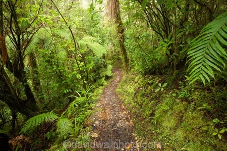 beautiful;beauty;bush;endemic;fern;ferns;forest;forests;green;Kahurangi-National-Park;Karamea;lush;native;native-bush;natives;natural;nature;New-Zealand;Nothofagus;Oparara-Arch;Oparara-Basin;ponga;pongas;punga;pungas;rain-forest;rain-forests;rain_forest;rain_forests;rainforest;rainforests;scene;scenic;South-Island;southern-beeches;timber;Track;tracks;tree;tree-fern;tree-ferns;tree-trunk;tree-trunks;trees;trunk;trunks;verdant;walking-track;walking-tracks;West-Coast;Westland;wood;woods