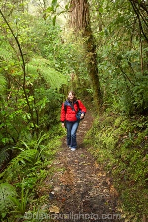 beautiful;beauty;bush;endemic;fern;ferns;forest;forests;green;hike;hiker;hikers;hiking;Kahurangi-National-Park;Karamea;lush;native;native-bush;natives;natural;nature;New-Zealand;Nothofagus;Oparara-Arch;Oparara-Basin;people;person;ponga;pongas;punga;pungas;rain-forest;rain-forests;rain_forest;rain_forests;rainforest;rainforests;scene;scenic;South-Island;southern-beeches;timber;Track;tracks;tree;tree-fern;tree-ferns;tree-trunk;tree-trunks;trees;trunk;trunks;verdant;walker;walkers;walking;walking-track;walking-tracks;West-Coast;Westland;wood;woods