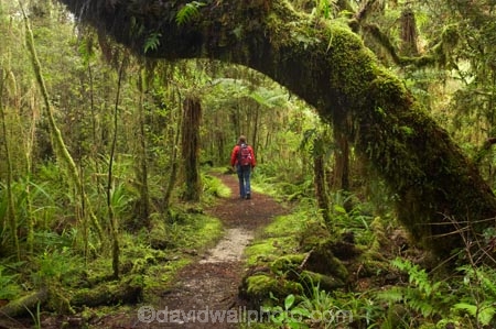 beautiful;beauty;bush;endemic;fern;ferns;forest;forests;green;hike;hiker;hikers;hiking;Kahurangi-National-Park;Karamea;lush;Moira-Gate-Arch;moss;mosses;mossy;national-park;national-parks;native;native-bush;natives;natural;nature;New-Zealand;Nothofagus;Oparara-Basin;people;person;ponga;pongas;punga;pungas;rain-forest;rain-forests;rain_forest;rain_forests;rainforest;rainforests;scene;scenic;South-Island;southern-beeches;timber;Track;tracks;tree;tree-fern;tree-ferns;tree-trunk;tree-trunks;trees;trunk;trunks;verdant;walker;walkers;walking;walking-track;walking-tracks;West-Coast;Westland;wood;woods