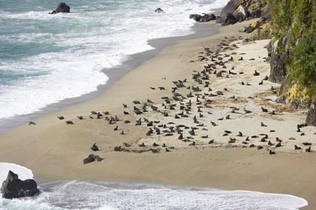 aerial;aerial-photo;aerial-photography;aerial-photos;aerial-view;aerial-views;aerials;Arctocephalus-forsteri;Arnott-Point;Arnott-Point-Seal-Colony;beach;beaches;coast;coastal;coastline;coastlines;coasts;Fur-Seal;Fur-Seals;heritage-area;Knights-Point;Knights-Point;N.Z.;New-Zealand;New-Zealand-Fur-Seal;New-Zealand-Fur-Seals;NZ;ocean;oceans;S.I.;sand;sandy;sea;seal;seals;seas;shore;shoreline;shorelines;shores;SI;South-Island;surf;te-wahi-pounamu;te-wahipounamu;te-wahipounamu-south_west-new-zealand-world-heritage-area;wave;waves;West-Coast;Westland;world-heirtage-site;world-heirtage-sites;world-heritage-area;world-heritage-areas