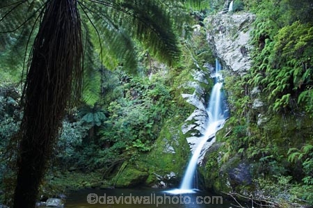 cascade;cascades;creek;creeks;cyathea;Dorothy-Creek;Dorothy-Falls;falls;fern;ferns;frond;fronds;N.Z.;natural;nature;New-Zealand;NZ;ponga;pongas;pool;pools;punga;pungas;S.I.;scene;scenic;SI;South-Is.;South-Island;stream;streams;tree-fern;tree-ferns;water;water-fall;water-falls;waterfall;waterfalls;Wesl-Coast;Westland;wet