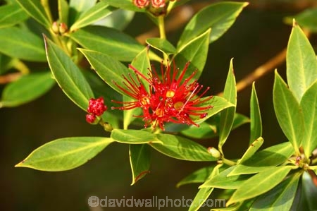 crimson;flower;flowers;heritage-area;indigenous;Metrosideros-umbellata;N.Z.;native;New-Zealand;NZ;rata;ratas;red;S.I.;SI;South-Island;southern-rata;te-wahi-pounamu;te-wahipounamu;te-wahipounamu-south_west-new-zealand-world-heritage-area;West-Coast;Westland;world-heirtage-site;world-heirtage-sites;world-heritage-area;world-heritage-areas