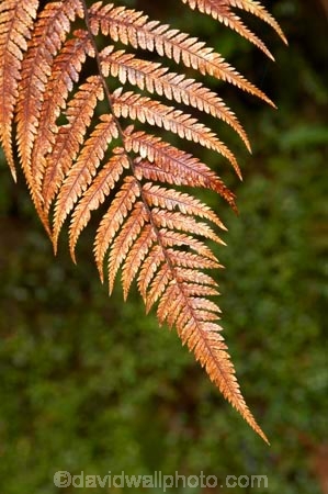 beautiful;beauty;bronze;bronze-fern;brown;brown-fern;bush;dead-fern;dead-ferns;dying-fern;endemic;fern;ferns;forest;forests;frond;fronds;green;heritage-area;N.Z.;native;native-bush;natives;natural;nature;New-Zealand;NZ;rain-forest;rain-forests;rain_forest;rain_forests;rainforest;rainforests;S.I.;scene;scenic;SI;South-Island;te-wahi-pounamu;te-wahipounamu;te-wahipounamu-south_west-new-zealand-world-heritage-area;West-Coast;Westland;wood;woods;world-heirtage-site;world-heirtage-sites;world-heritage-area;world-heritage-areas