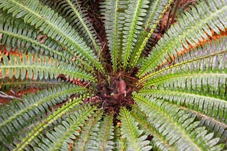 beautiful;beauty;Blechnum-discolor;bush;endemic;fern;forest;forests;frond;fronds;green;heritage-area;icon;icons;N.Z.;native;native-bush;natives;natural;nature;New-Zealand;NZ;radiate;rain-forest;rain-forests;rain_forest;rain_forests;rainforest;rainforests;S.I.;scene;scenic;SI;South-Island;symbol;symbols;te-wahi-pounamu;te-wahipounamu;te-wahipounamu-south_west-new-zealand-world-heritage-area;West-Coast;Westland;wood;woods;world-heirtage-site;world-heirtage-sites;world-heritage-area;world-heritage-areas