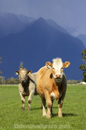 agricultural;agriculture;alp;alpine;alps;altitude;animal;animals;approaching-storm;beef;black-cloud;black-clouds;cattle;cloud;clouds;country;countryside;cow;cows;farm;farming;farmland;farms;field;fields;Fox-Glacier;fur;grass;grassy;gray-clouds;grey-clouds;Herbivore;Herbivores;Herbivorous;high-altitude;Livestock;main-divide;mammal;mammals;meadow;meadows;mount;mountain;mountain-peak;mountainous;mountains;mountainside;mt;mt.;New-Zealand;paddock;paddocks;pasture;pastures;peak;peaks;rain;rain-cloud;rain-clouds;range;ranges;rural;snow;South-Island;southern-alps;stock;storm;storm-cloud;storm-clouds;stormy;summit;summits;thunder-storm;thunder-storms;thunderstorm;thunderstorms;West-Coast;westland
