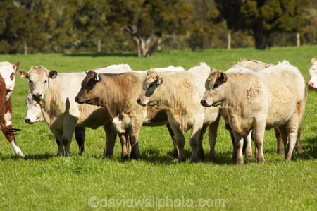 agricultural;agriculture;animal;animals;beef;cattle;country;countryside;cow;cows;farm;farming;farmland;farms;field;fields;Fox-Glacier;fur;grass;grassy;Herbivore;Herbivores;Herbivorous;herd;herds;Livestock;mammal;mammals;meadow;meadows;New-Zealand;paddock;paddocks;pasture;pastures;rural;South-Island;stock;West-Coast;westland