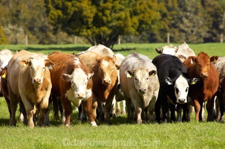 agricultural;agriculture;animal;animals;beef;cattle;country;countryside;cow;cows;farm;farming;farmland;farms;field;fields;Fox-Glacier;fur;grass;grassy;Herbivore;Herbivores;Herbivorous;herd;herds;Livestock;mammal;mammals;meadow;meadows;New-Zealand;paddock;paddocks;pasture;pastures;rural;South-Island;stock;West-Coast;westland