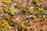 Franz-Josef-Glacier;Moss;mosses;mossy;New-Zealand;plant;plants;rock;rocks;South-Island;South-West-New-Zealand-World-He;southern-alps;Te-Poutini-National-Park;Te-Wahipounamu;texture;textures;West-Coast;westland;westland-national-park