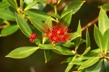 crimson;flower;flowers;heritage-area;indigenous;Metrosideros-umbellata;N.Z.;native;New-Zealand;NZ;rata;ratas;red;S.I.;SI;South-Island;southern-rata;te-wahi-pounamu;te-wahipounamu;te-wahipounamu-south_west-new-zealand-world-heritage-area;West-Coast;Westland;world-heirtage-site;world-heirtage-sites;world-heritage-area;world-heritage-areas