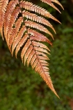 beautiful;beauty;bronze;bronze-fern;brown;brown-fern;bush;dead-fern;dead-ferns;dying-fern;endemic;fern;ferns;forest;forests;frond;fronds;green;heritage-area;N.Z.;native;native-bush;natives;natural;nature;New-Zealand;NZ;rain-forest;rain-forests;rain_forest;rain_forests;rainforest;rainforests;S.I.;scene;scenic;SI;South-Island;te-wahi-pounamu;te-wahipounamu;te-wahipounamu-south_west-new-zealand-world-heritage-area;West-Coast;Westland;wood;woods;world-heirtage-site;world-heirtage-sites;world-heritage-area;world-heritage-areas