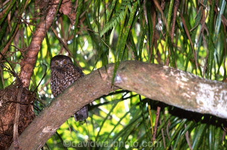 native;owl;new-zealand;night;bird;birds;owls;razor-sharp-hooked-beak;beak;beaks;hooked;flight;fly;hunt;hunter;hunting;plumage;silent;eyes;maori-mythology;Hine_ruru;owl-woman;owl-guardians;protect;piercing-call;small;little;ornithological;ornithology