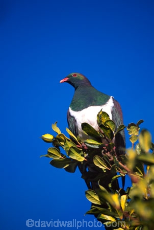 beak;bird;bird-watching;bird_watcher;birds;birdwatching;branch;endangered;feathers;flies;flight;fly;kuku;kukupa;native;ornithological;ornithology;orthnological;orthnology;protected;tree