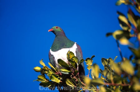 beak;bird;bird-watching;bird_watcher;birds;birdwatching;branch;endangered;feathers;flies;flight;fly;kuku;kukupa;native;ornithological;ornithology;orthnological;orthnology;protected;tree