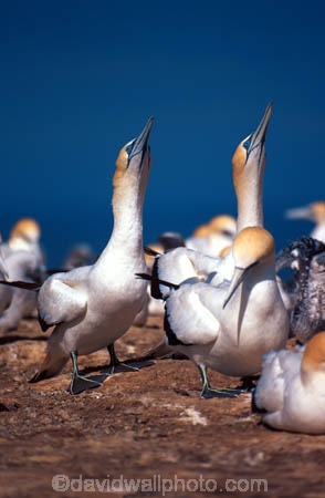 Morus-serrator;gannets;bird;birds;wildlife;nest;nests;colonies;nature;native;new-zealand;natural-history;bird_watching;bird-watching;birdwatching;ornithology;colony