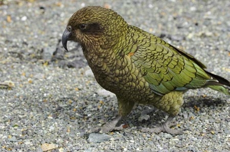 beak;beaks;bird;birds;feather;feathers;native;nestor-notabilis;wildlife;Animal;Animals;fauna;natives;natural;Nature;New-Zealand;Ornithology;South-Island;Wild;Kea;New-Zealand-Alpine-Parrot;parrot;parrots;keas;alpine-parrot;alpine-parrots;cheeky;indigenous
