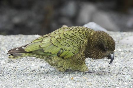 beak;beaks;bird;birds;feather;feathers;native;nestor-notabilis;wildlife;Animal;Animals;fauna;natives;natural;Nature;New-Zealand;Ornithology;South-Island;Wild;Kea;New-Zealand-Alpine-Parrot;parrot;parrots;keas;alpine-parrot;alpine-parrots;cheeky;indigenous
