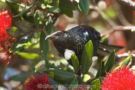 beak;bird;bird-watching;bird_watcher;birds;birdwatching;branch;crimson;endangered;feathers;flies;flight;flower;flowers;fly;icon;icons;leaf;leaves;Metrosideros-excelsa;native;nature;new-zealand;North-Auckland;north-is.;north-island;ornithological;ornithology;orthnological;orthnology;Pohutukawa;pohutukawas;protected;red;summer;symbol;symbols;tree;tui;tuis;Wenderholme-Regional-Park